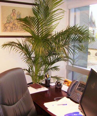 plantas naturales en oficinas