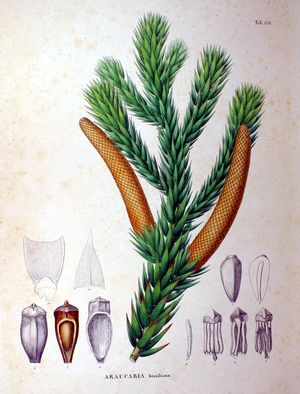 Araucaria angustifolia por Siebold y Zuccarini, en Flora Japonica, 1870 (Wikipedia)