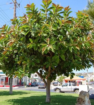 Árbol de Ficus elastica o Gomero