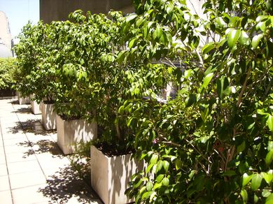 Para saber cuánta agua necesitan mis plantas debo tener en cuenta la especie, ambiente y tipo de macetas, como estos Ficus benjamina en macetas cúbicas de fibrocemento en un balcón terraza