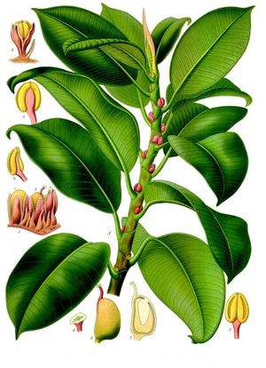 Ficus elastica en Köhler's Medicinal Plants, 1887 (Wikipedia)