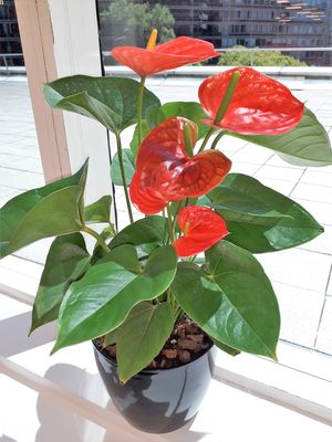 La maceta de plástico, como ésta que contiene plantas de Anthurrium color rojos, puede ser la mejor maceta para algunas de tus plantas