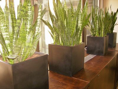 Cubos de Fibra de Vidrio color negro con plantas de Sansevierias trifasciatas
