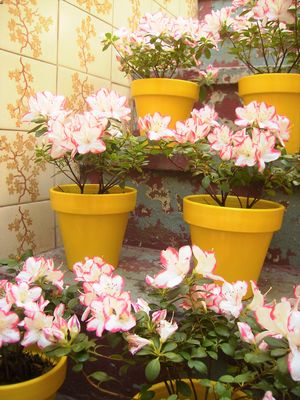 Las macetas de Arcilla son las más clásicas y conocidas por todos, como éstas tipo vaso, con plantas de Azaleas