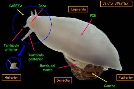 El caracol y sus principales órganos en una vista dorsal