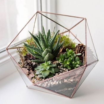 Los terrarios de cristal con plantas suculentas son una de las versiones más conocidas de la macetas de vidrio