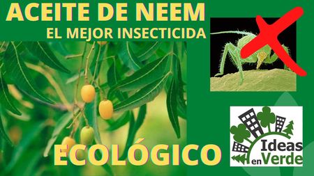 El aceite de Neem, el mejor insecticida ecológico