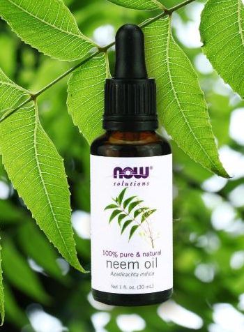 El aceite de Neem es el mejor insecticida ecológico y viene en forma líquida para ser diluido