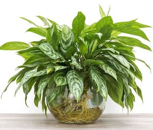 Tener plantas como estas Aglaonemas en agua en tu casa es muy fácil si seguís estos consejos