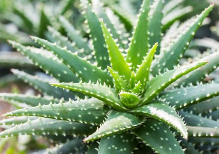 El Aloe es una de las 15 plantas aromáticas que deberías tener en tu huerta