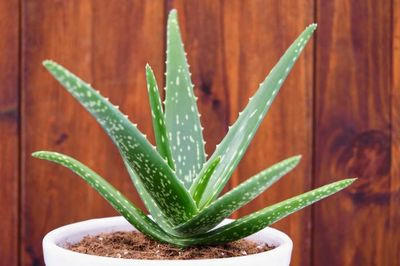 El Aloe vera es una de las 10 Plantas de Interior más fáciles de cuidar