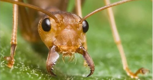 Para terminar con las hormigas debemos conocer su forma de actuar 
