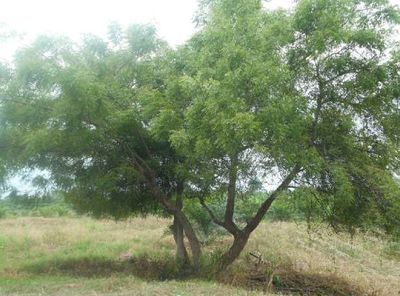 Árbol de Neem, de donde se obtiene el aceite de Neem, el mejor insecticida ecológico