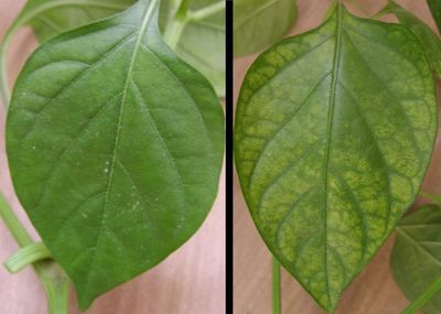 Síntomas de la carencia de hierro en las hojas de las plantas