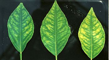 Síntomas de la carencia de manganeso en las hojas de las plantas