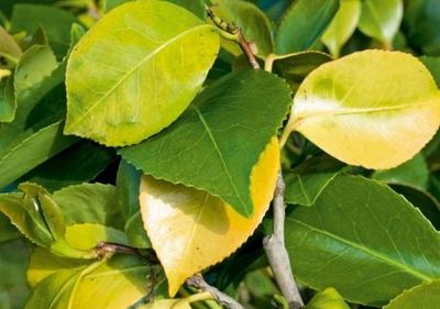 Síntomas de la carencia de nitrógeno en las hojas de las plantas