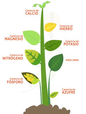 Gráfico que representa los diferentes síntomas de deficiencias de nutrientes en las plantas