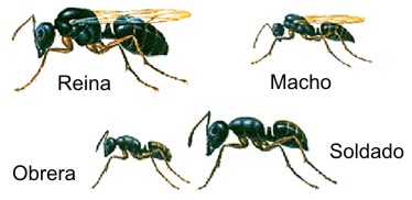 Para terminar con las hormigas de jardín debemos matar a la reina