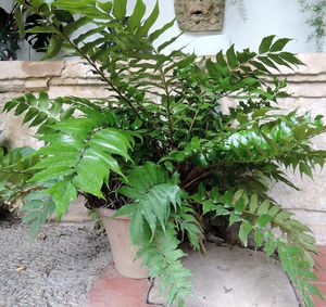 El Cirtomio es una excelente planta para un balcón o terraza sombrío