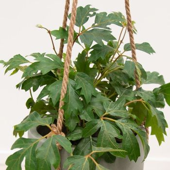 El Cissus es una de las 10 Plantas de Interior más fáciles de cuidar