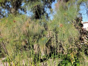 Cyperus papyrus es una de las plantas que podés ubicar en un balcón o terraza