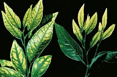 Síntomas de la carencia de zinc en las hojas de las plantas