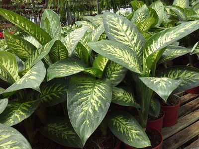 La Dieffenbachia Tropic es una de las 10 Plantas de Interior más fáciles de cuidar