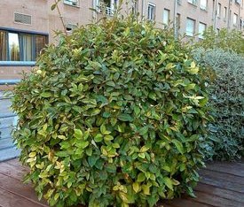 El Eleagnus es una de las plantas ideales para un balcón o terraza