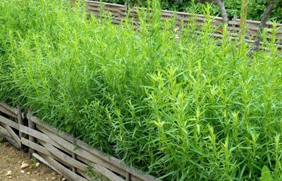 El Estragón es una de las 15 plantas aromáticas que deberías tener en tu huerta