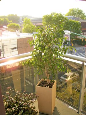 El Ficus benjamina es una planta ideal para el balcón o la terraza