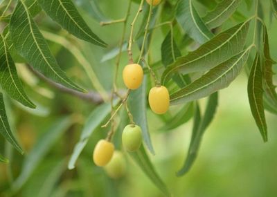 Las semillas del árbol de Neem contienen el aceite de Neem, el mejor insecticida ecológico