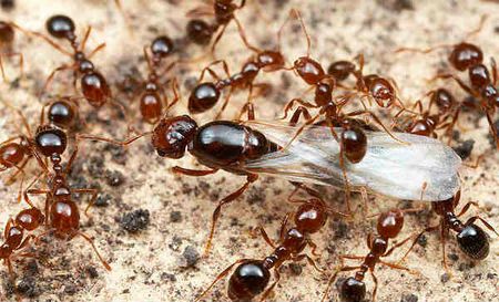 Para terminar con las hormigas de jardín debemos acabar con la reina, aquí protegida por las obreras