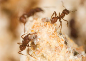 Para terminar con las hormigas de jardín debemos contaminar el hongo del que se alimenta la colonia