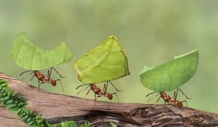 Si queremos terminar con las hormigas debemos conocer cómo se organizan