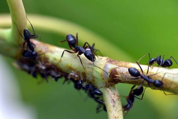 Para terminar con la hormigas de jardín tenemos que saber que son muy inteligentes y que pueden memorizar el camino hacia el alimento
