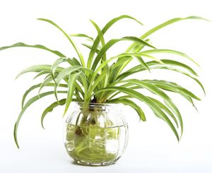 Tener plantas como este Lazo de Amor en agua en tu casa es muy fácil si seguís estos consejos