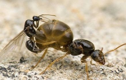 Para terminar con las hormigas de jardín es esencial matar a la reina del hormiguero, aquí copulando con un macho alado