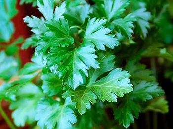 El Perejil es una de las 15 plantas aromáticas que deberías tener en tu huerta