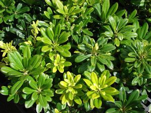 El Pittosporum o azarero es una de las plantas ideales para un balcón o terraza