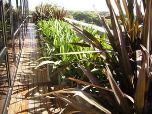 Los Formios son plantas idealeas para el balcón o la terraza