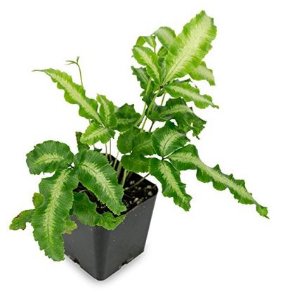 El helecho Pteris cretica es una de las 10 Plantas de Interior más fáciles de cuidar