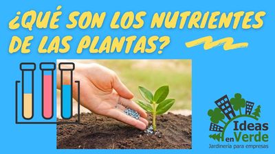 ¿Qué son los nutrientes de las plantas?