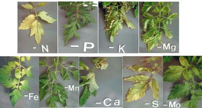 En esta imagen vemos como afecta en las hojas la deficiencia de algunos nutrientes en las plantas