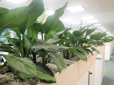 ¿Qué beneficios nos dan las plantas en la oficina? Mejoran el aire, la concentración y el rendimiento