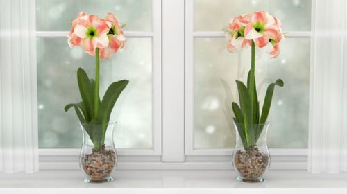 Los Amaryllis pueden ser unas de las 10 plantas de interior con flores que pueden alegrar tu hogar