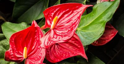 Flor de Anthurium rojo