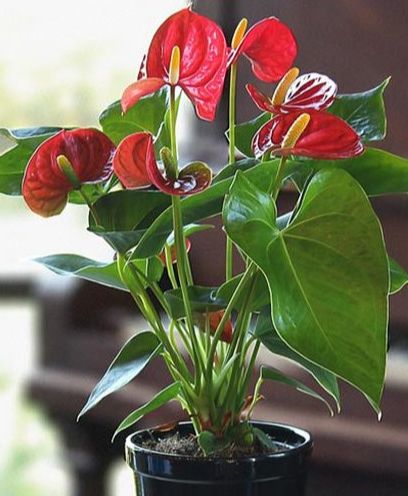 El Anthurium puede ser una de las 10 plantas de interior con flores que pueden alegrar tu casa
