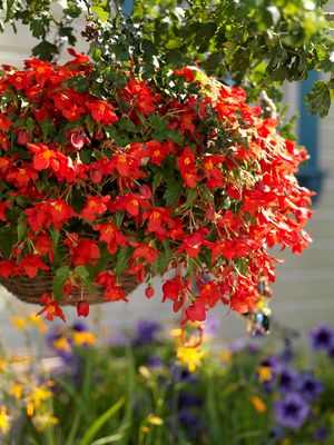 Begonia bertinii colgante de flores rojas