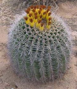 Cactus Ferocactus wislizenii, conocido como Biznaga