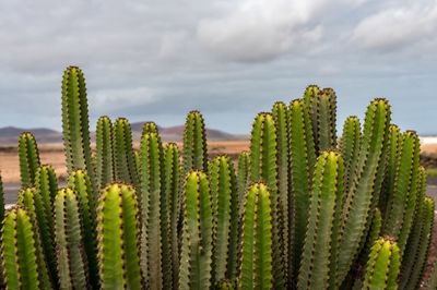 Cactus del tipo columnar en el desierto 